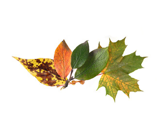 Red, yellow and green autumn leaves isolated on a white background
