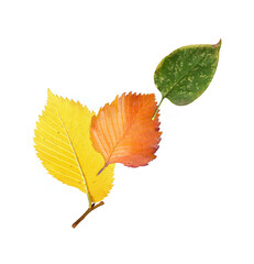 Yellow autumn leaf on a isolated white  background
