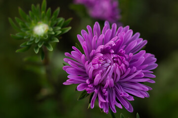 purple aster flower