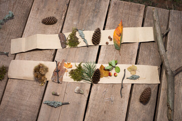 kids set for creativity, collection of colorfull fall, leaves for herbarium