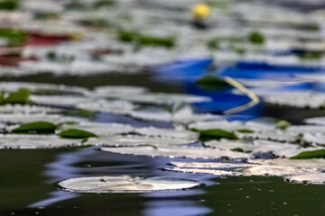 close up lily pads on small green lake