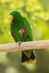 a young parrot of the Eclectus species with bright green plumage resting on a branch in its natural habitat