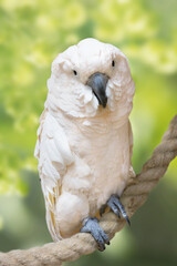 A large white cockatoo perches on a green background. Large white bird in the habitat.