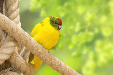Bright yellow parrot roosting on a green background. Small bird of color.