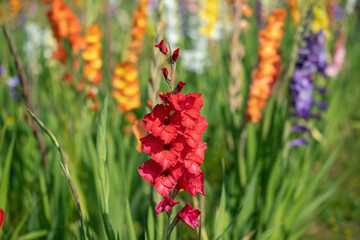 Red gladiolus spike in a flower field or cutting garden. Focus on the blossom with the bee.