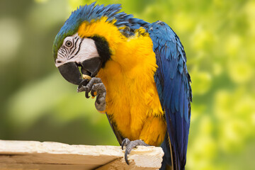 A large blue cockatoo perches on a green background. Big blue parrot eating nut in natural habitat