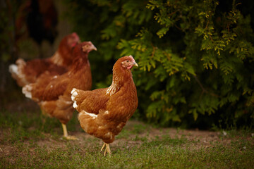 Beautiful chickens on the lawn