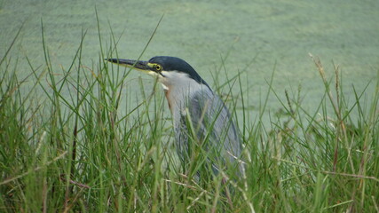 great blue heron