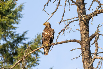 young eagle sitting up on tree branch