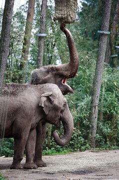 elephant picks up hay with thunk