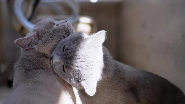 Two Gray British Home Cats Bite on the Neck, Attack, Play with Each Other. Playful active pets with powerful paws, sharp fangs, teeth vie for territory, fight, scratch. Animal games. Slow motion.