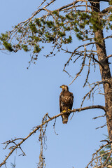 young strong eagle sitting on tree in summer