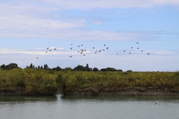 ducks flight 