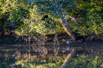 Fototapeta na wymiar wide smooth water reflecting greenery and a heron