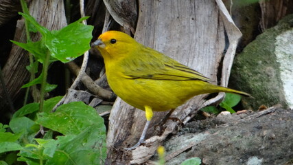 red and yellow macaw
