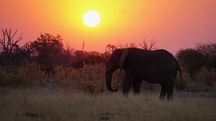 Elephant at Sunset Zambia