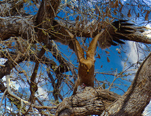 Fishing Eagle Okavango Delta, Botswana