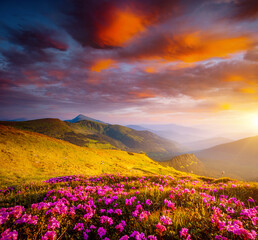 Naklejka na ściany i meble Fantastic scene with flowering hills illuminated by the sunset.