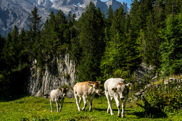 Fototapeta premium Landscape view of the Swiss Alpes, shot near Kandersteg, Bern, Switzerland