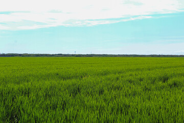 Fototapeta premium Green rice