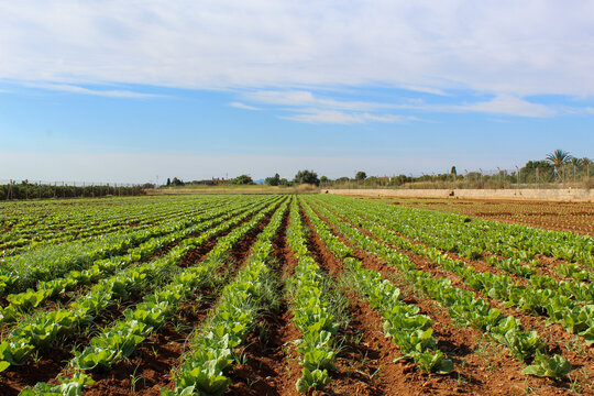 letucce grow