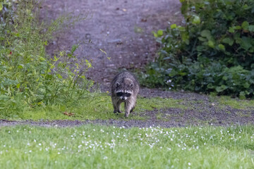 small raccoon walking down path into clover and grass