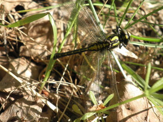 dragonfly in the grass