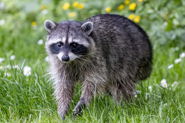close up of raccoon in clover and grass