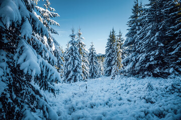 Bright winter spruces in snow on a frosty day.