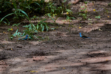 Angola Schmetterlingsfink, Blue Waxbill, Ureaginthus angolensis