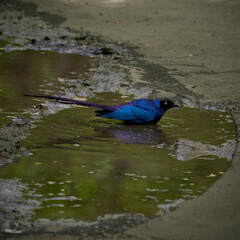Langschwanz-Glanzstar, Long-Tailed glossy starling, Lamprotornis caudatus