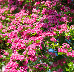 Blühender Rotdorn , Crataegus laevigata, im Frühling