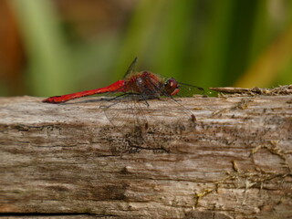 Ruddy darter (Sympetrum sanguineum) - red dragonfly resting on tree trunk, Gdansk, Poland