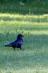 small crow in summer lawn with dappled light