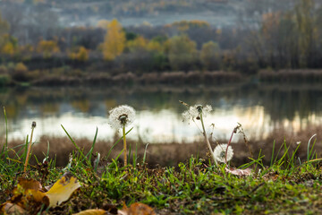 Dandelions in autumn