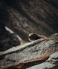 Murmeltier hinter einem Felsen 