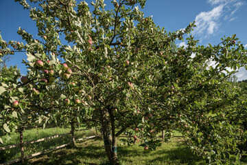 Fototapeta na wymiar Apfelbäume mit Äpfeln in Thüringen im August