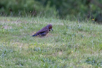 northern flicker sitting looking for bugs in lawn