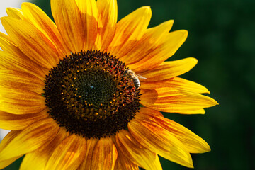 Bee on a sunflower