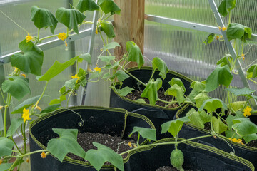 Cucumber growing and flowering in a greenhouse