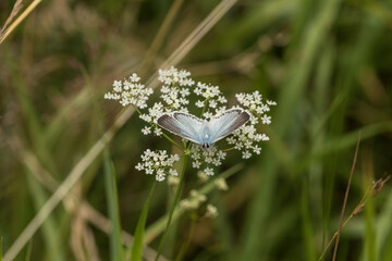 Bl&auml;uling auf Bl&uuml;te