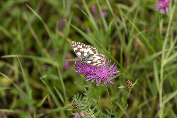 Schachbrettfalter auf Blume