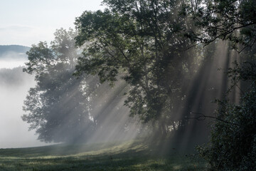 Bäume im Nebel mir Sonnenstrahlen Thüringen