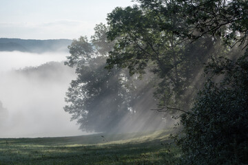 Fototapeta na wymiar Bäume im Nebel mir Sonnenstrahlen Thüringen