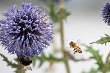 Airborne insect and flower