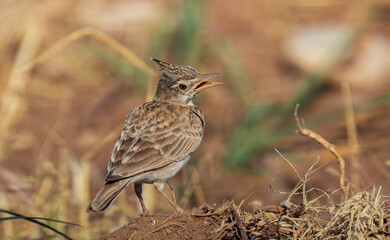 wonderful shots of the endangered Crested Lark bird in a sunny hot weather ( Galerida cristata )