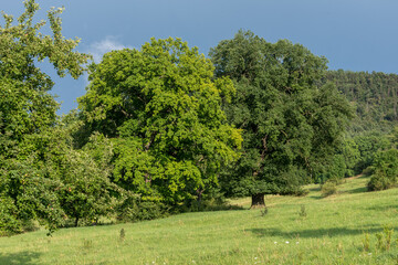 Eichen, Bäume auf Wiese in Thüringen im Sommer 