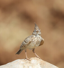 wonderful shots of the endangered Crested Lark bird in a sunny hot weather ( Galerida cristata )