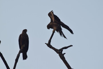 birds
