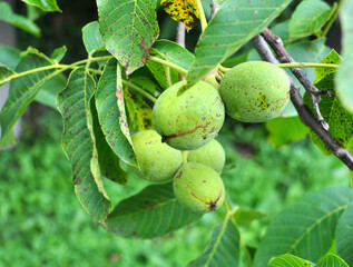 On a tree branch is a walnut that ripens with a green shell